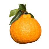 丑八怪橘子味美多汁特价丑橘5斤大概7个