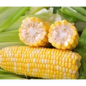 玉米营养健康美味颗粒饱满自种农家绿色有机